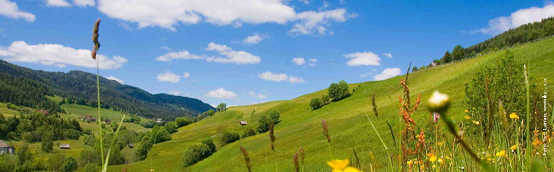 Sommerwiese am Kreischberg, Foto: Tom Lamm, ikarus.cc